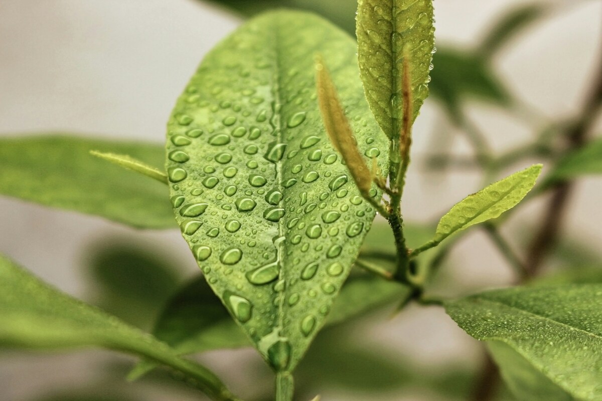 Water droplets on a green leaf